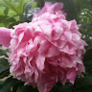 Meet your Posher, Ck mill